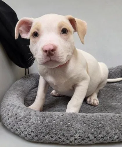 PupPeroni
