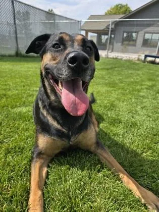 An adult large-sized female Mixed Breed dog named Puddin for adoption in Missoula, MT