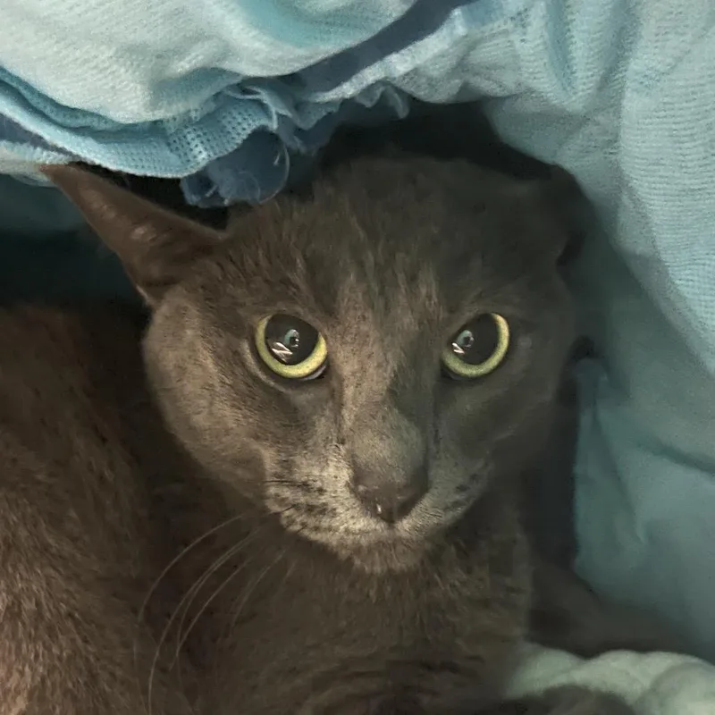 An adult medium-sized female Gray / Blue / Silver Domestic Short Hair cat named Lavender for adoption in Owosso, MI