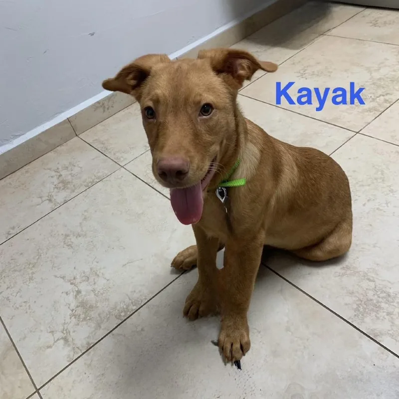 A baby small-sized male Labrador Retriever dog named Kayak for adoption in Rockville, MD