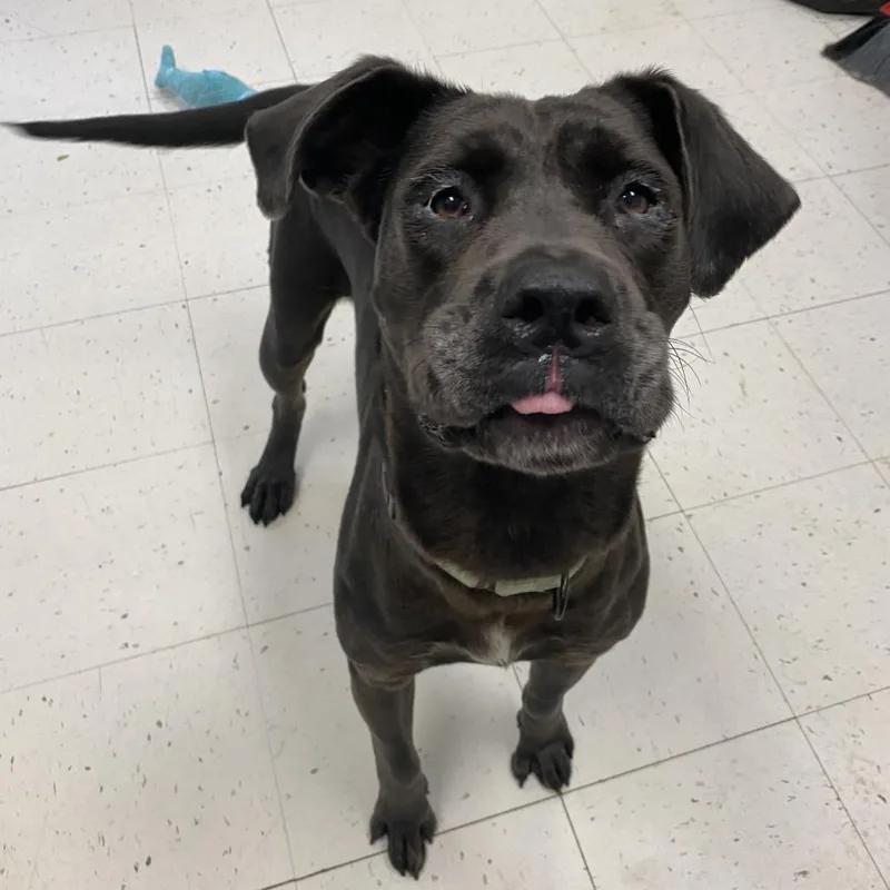 An adult large-sized female Gray / Blue / Silver Mixed Breed dog named Princess for adoption in Davenport, IA
