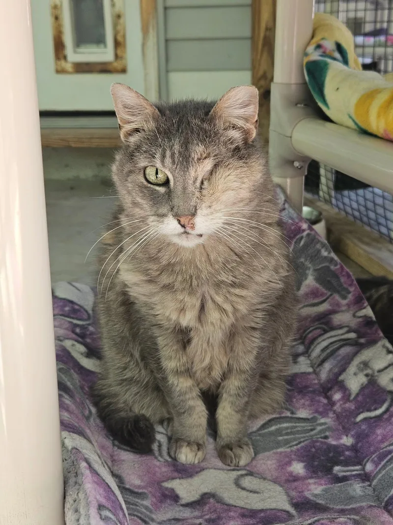 A senior medium-sized female Dilute Tortoiseshell Domestic Short Hair cat named Caramel for adoption in Westbrook, CT