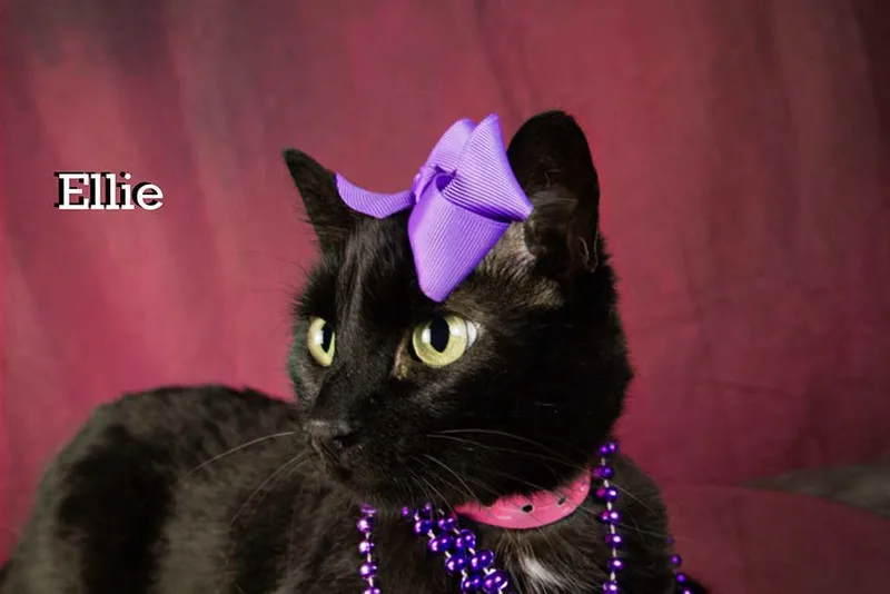An adult medium-sized female Black Domestic Short Hair cat named Ellie for adoption in York, NE