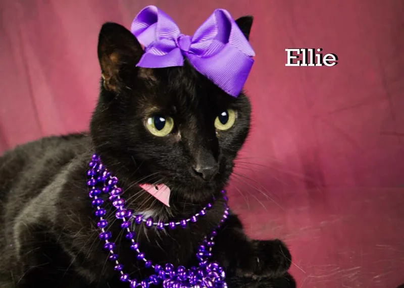 Ellie thumbnail 3
