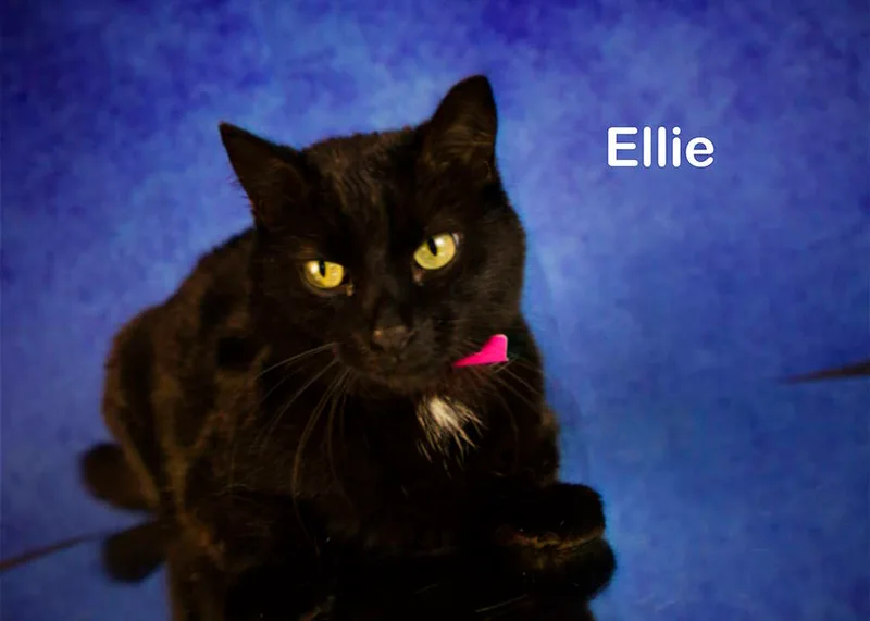 Ellie thumbnail 5