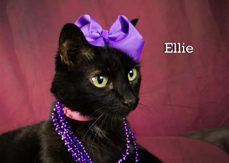Ellie thumbnail 6