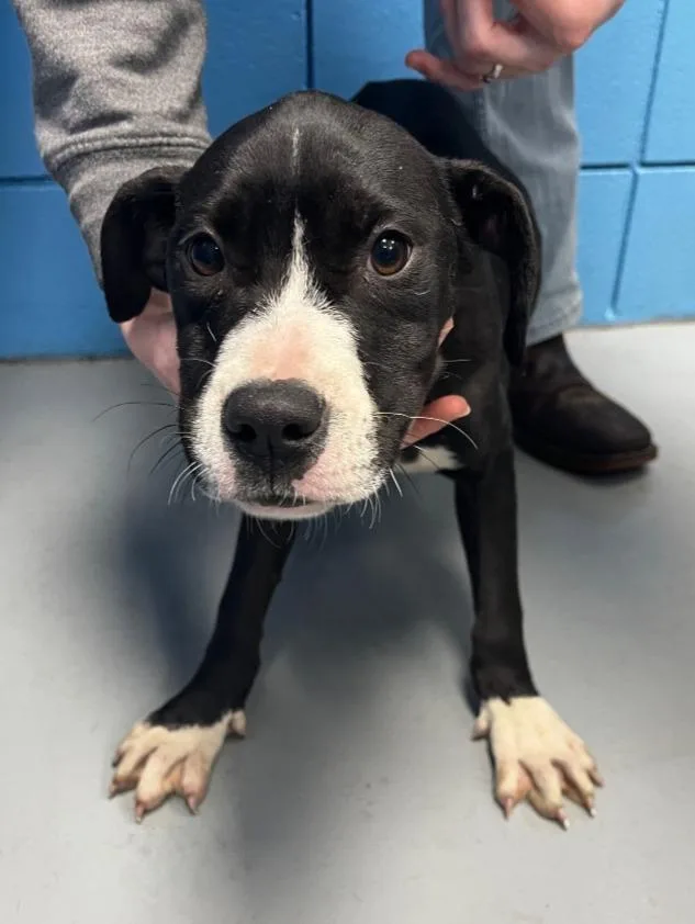 A baby medium-sized female Boxer dog named Rhythm for adoption in Hartsville, SC