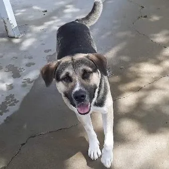 An adult medium-sized male Mixed Breed dog named CURTIS needs a home for adoption in Seymour, IN