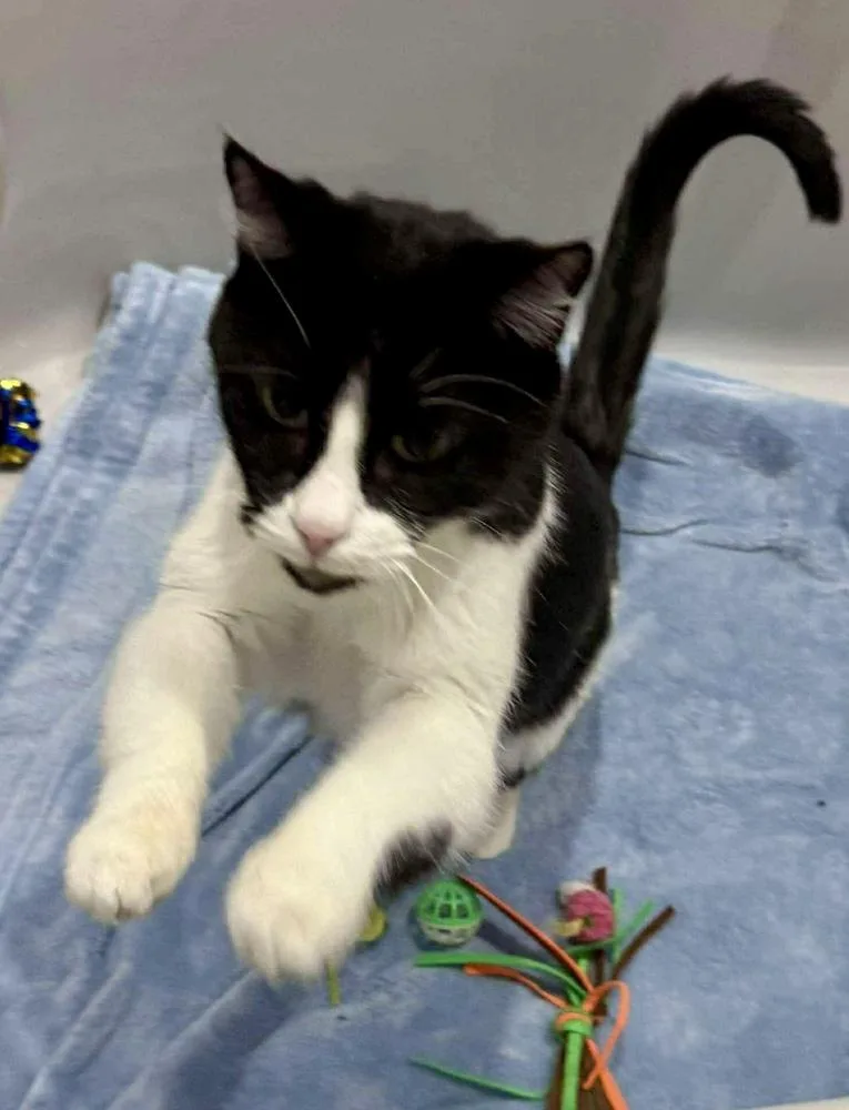 An adult medium-sized male Domestic Short Hair cat named Mickey for adoption in Chicago, IL