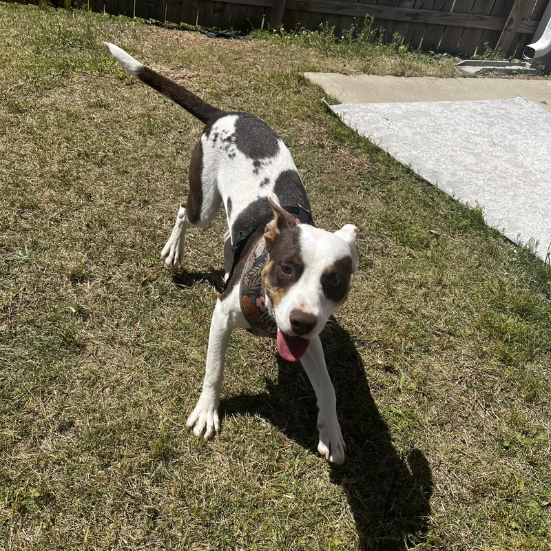 A young medium-sized female Mixed Breed dog named Abby Kate for adoption in Grayson, GA