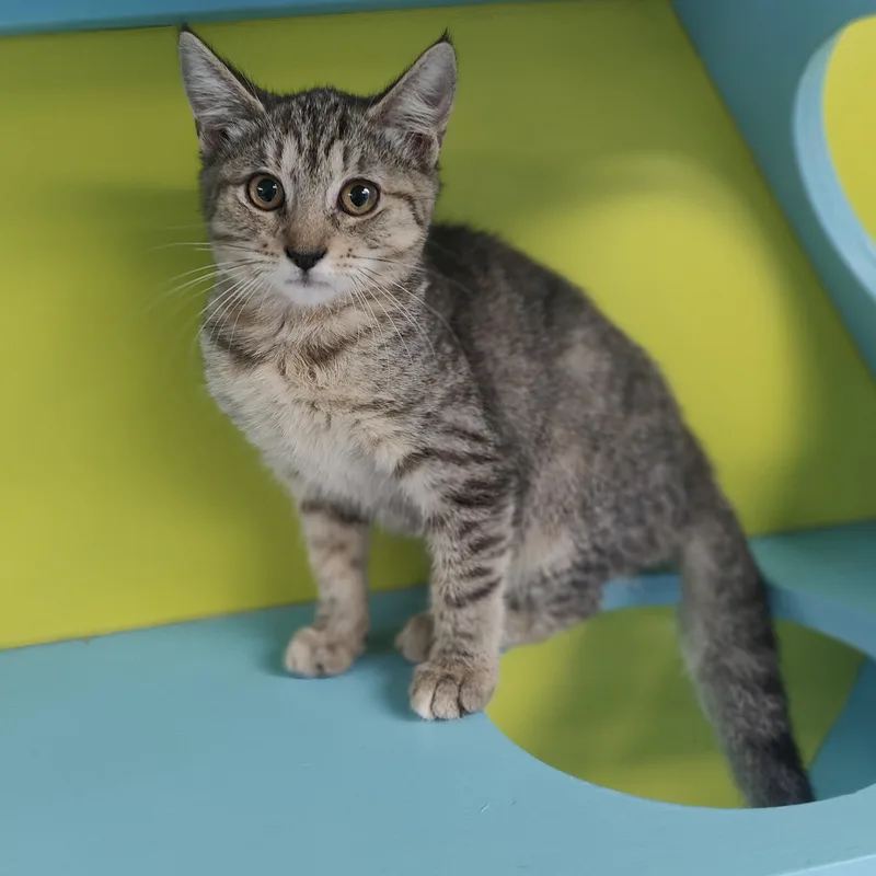 A baby small-sized female Domestic Short Hair cat named Olive for adoption in Jersey city, NJ