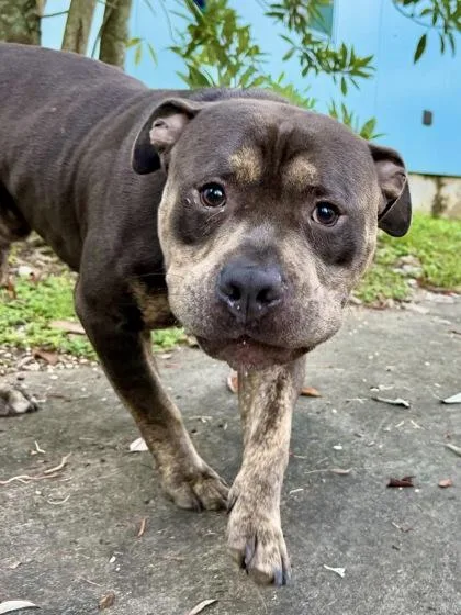 An adult medium-sized male Mixed Breed dog named Lizard Rameriz for adoption in New Orleans, LA