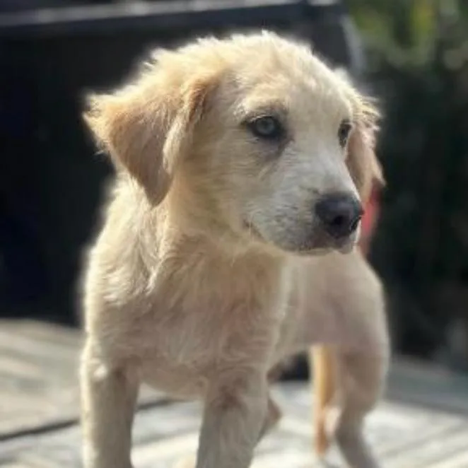 A baby small-sized female Yellow / Tan / Blond / Fawn Mixed Breed dog named Peter for adoption in Briarcliff Manor, NY