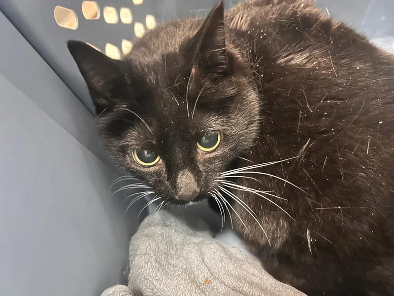 An adult large-sized female Domestic Short Hair cat named Tesla for adoption in New Manchester, WV