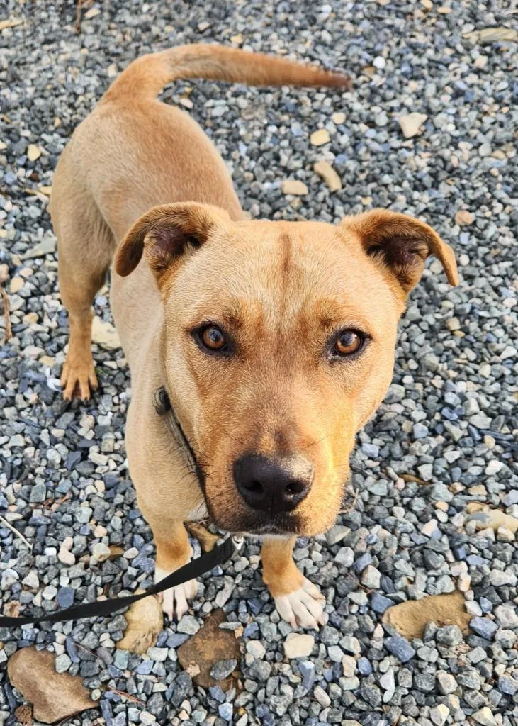 A young medium-sized male Pit Bull Terrier dog named Simba for adoption in Walnutport, PA
