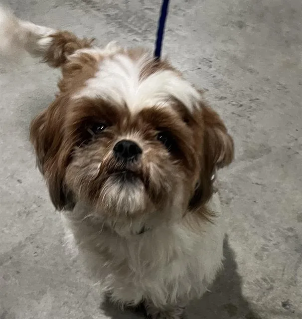 A young small-sized male Shih Tzu dog named Roy for adoption in Miami, FL