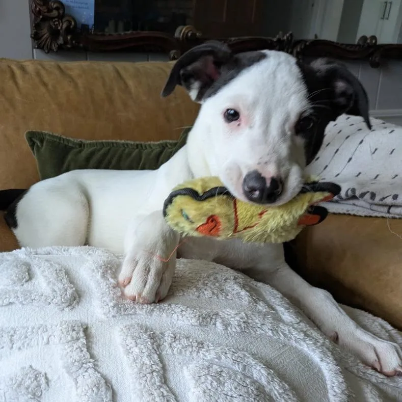 A young medium-sized male White / Cream Terrier dog named NY Freckles Jul for adoption in Stormville, NY