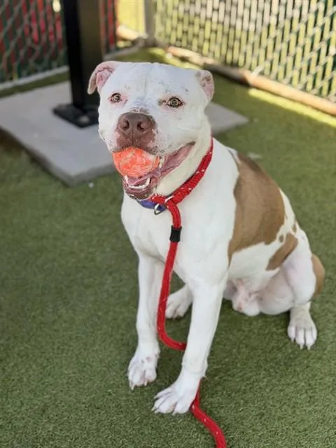 A young medium-sized male Terrier dog named Ezra for adoption in Olivette, MO