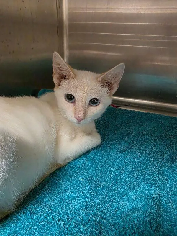 A young medium-sized female Siamese cat named Blaze for adoption in Bluffton, IN