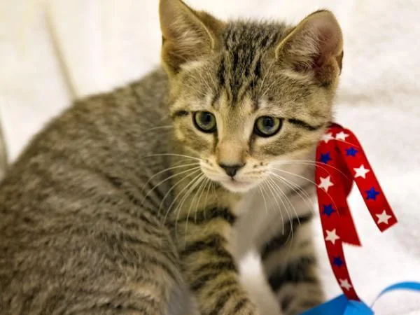 A senior extra large-sized male Domestic Short Hair cat named Salvatore for adoption in Millersville, MD