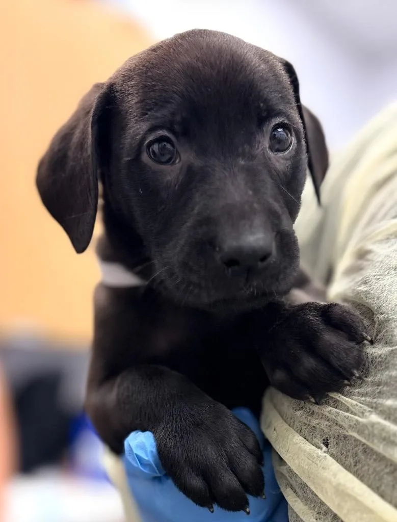 A baby small-sized female Labrador Retriever dog named Bessie for adoption in Hartsville, SC