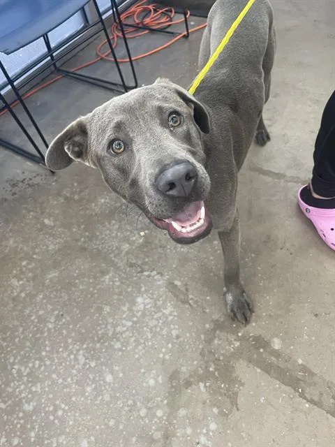 A young large-sized female Mixed Breed dog named Flower for adoption in Dallas, TX