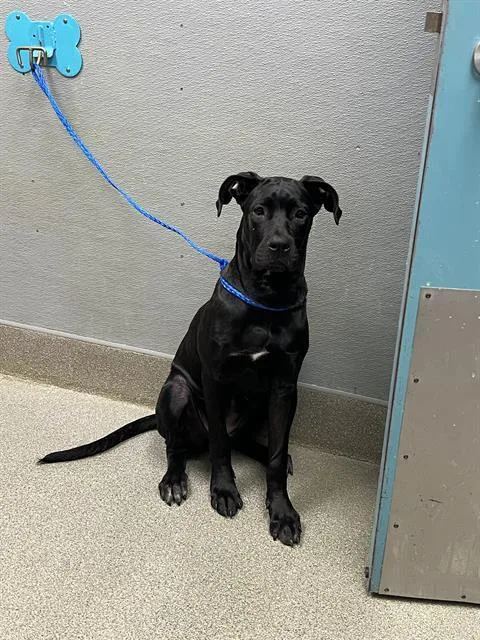 A young medium-sized female Labrador Retriever dog named Storm for adoption in Las Vegas, NV