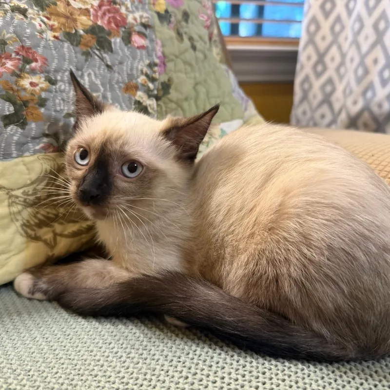 A baby small-sized female Cream / Ivory Domestic Short Hair cat named Jasmine for adoption in Flower Mound, TX