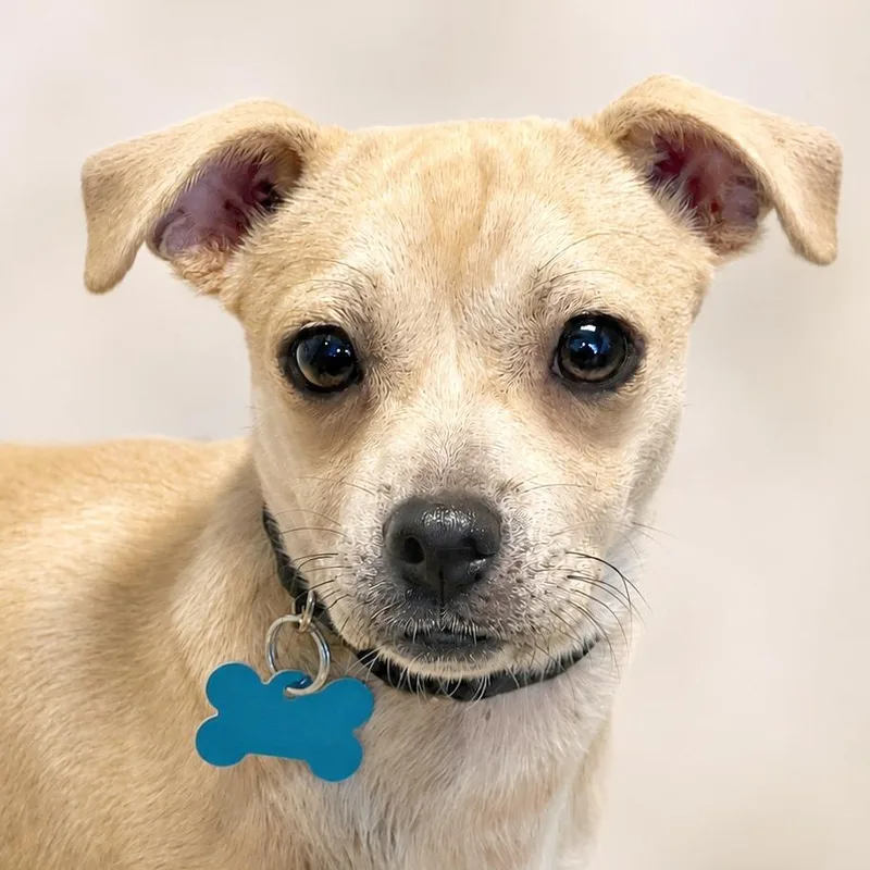 An adult small-sized male White / Cream Chihuahua dog named Truett for adoption in Boerne, TX