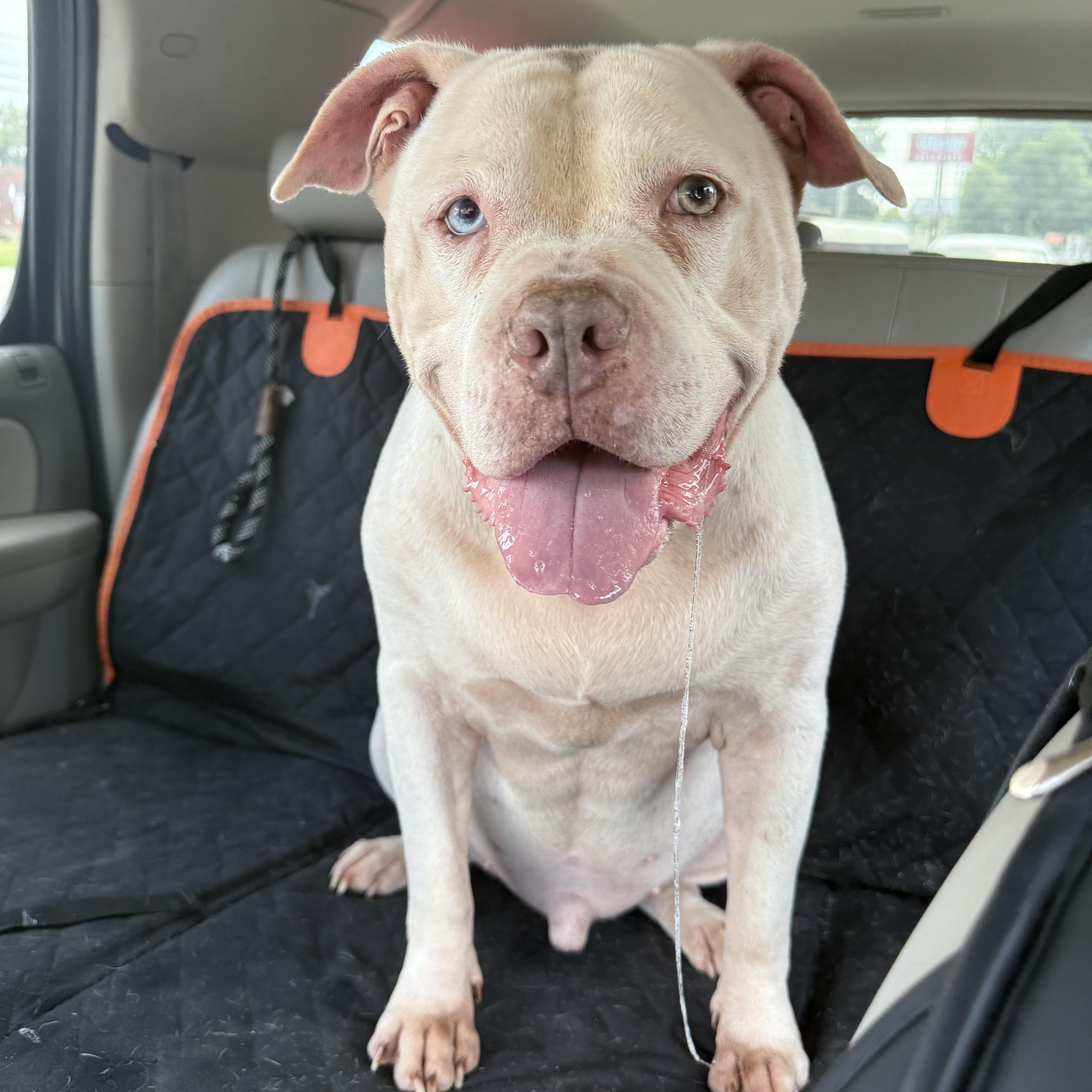 A senior large-sized male American Bulldog dog named Melo for adoption in Eagleville, TN