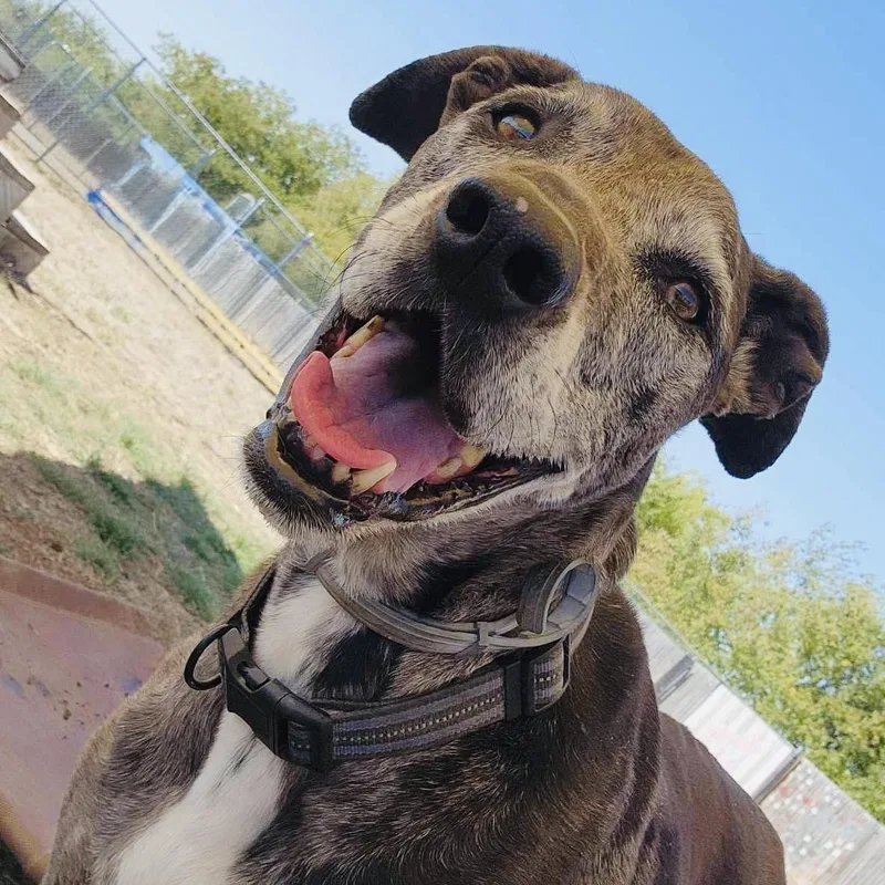 A senior large-sized female Gray / Blue / Silver Catahoula Leopard Dog dog named Zeva for adoption in Justin, TX