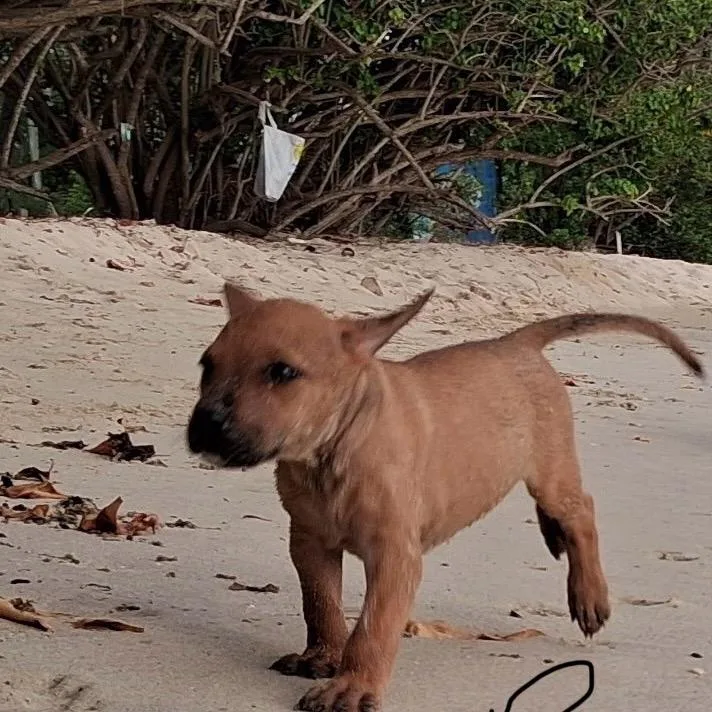 A baby medium-sized female Mixed Breed dog named Pivot for adoption in Frederiksted, VI