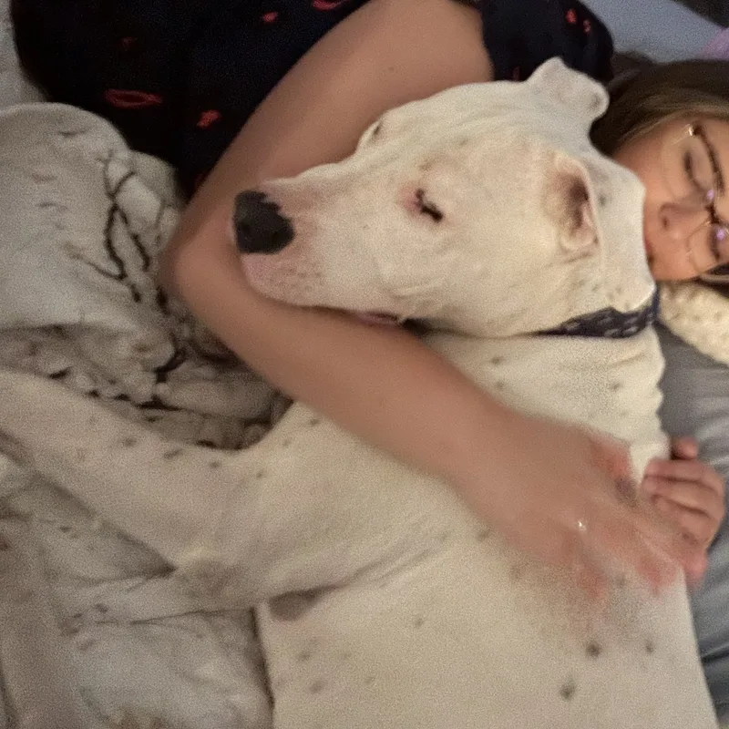 A young large-sized male White / Cream American Bully dog named Cujo for adoption in Houston, TX