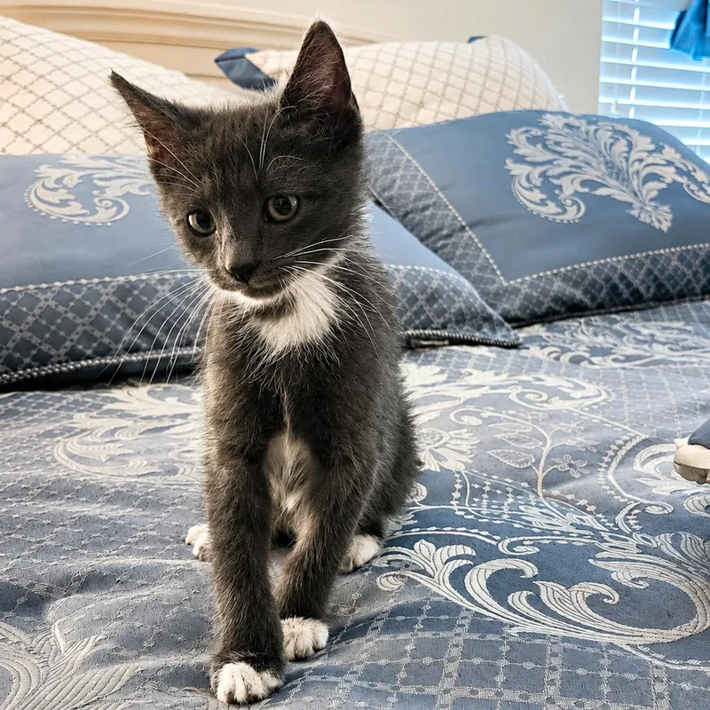 A baby small-sized female Gray / Blue / Silver Domestic Short Hair cat named Ethel for adoption in Houston, TX
