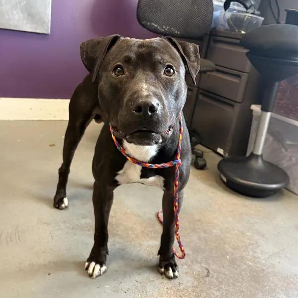An adult medium-sized male Pit Bull Terrier dog named Pochi for adoption in Salt Lake City, UT