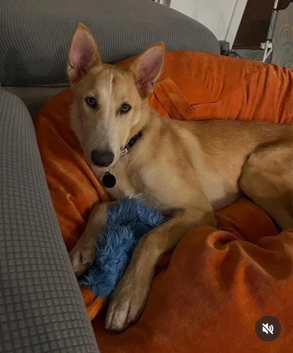 A young medium-sized male Shepherd dog named Sunny for adoption in Austin, TX