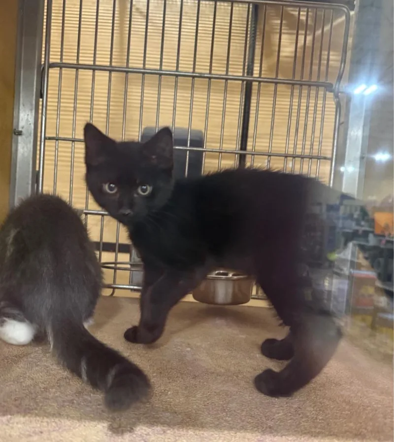 A baby small-sized male Domestic Short Hair cat named Artemis for adoption in Lemoore, CA
