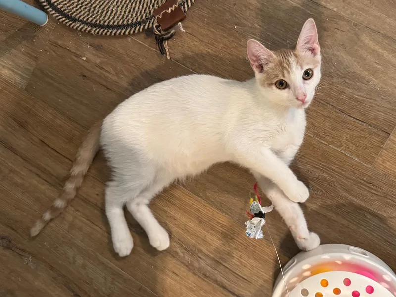 A young small-sized male White Domestic Short Hair cat named Zeus for adoption in Temecula, CA