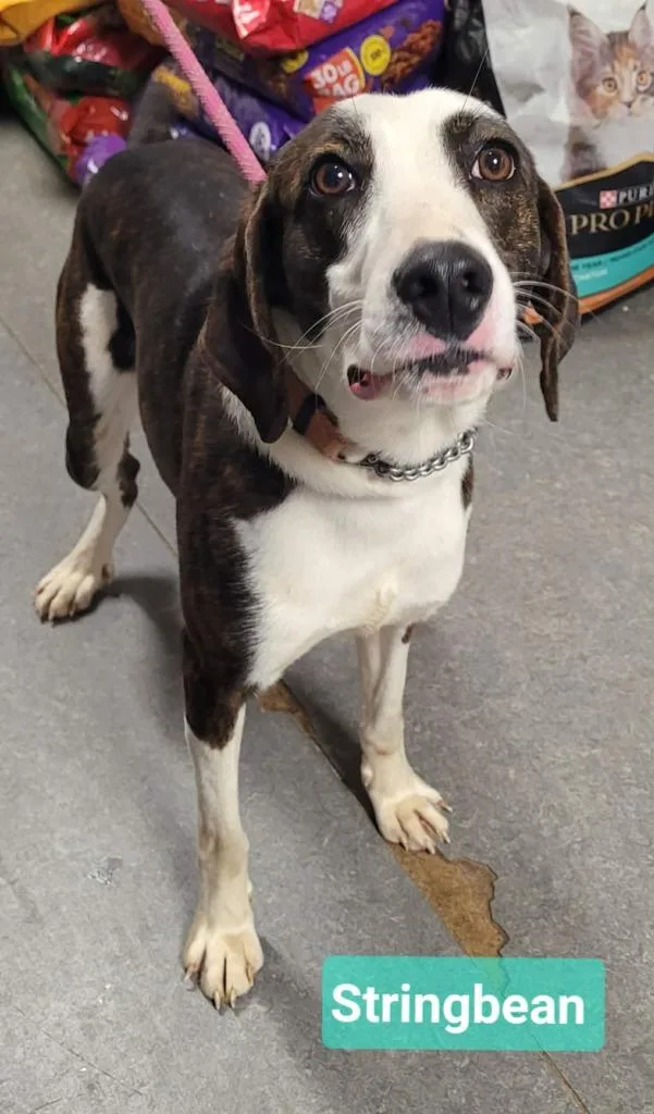 A young medium-sized male Pointer dog named Stringbean for adoption in Richmond, IN