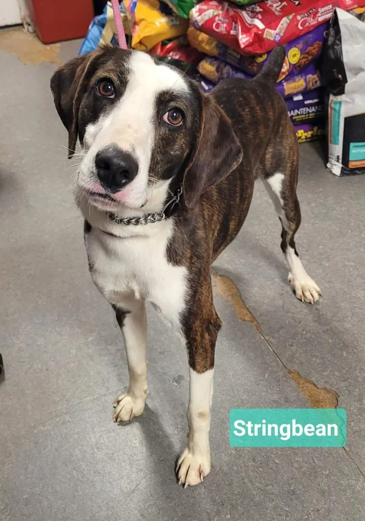 Stringbean thumbnail 2