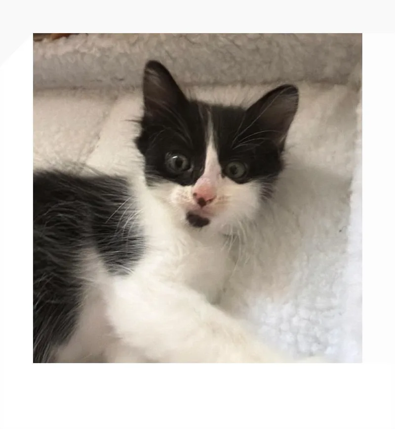 A baby small-sized female White Domestic Short Hair cat named Freckles for adoption in San Pedro, CA