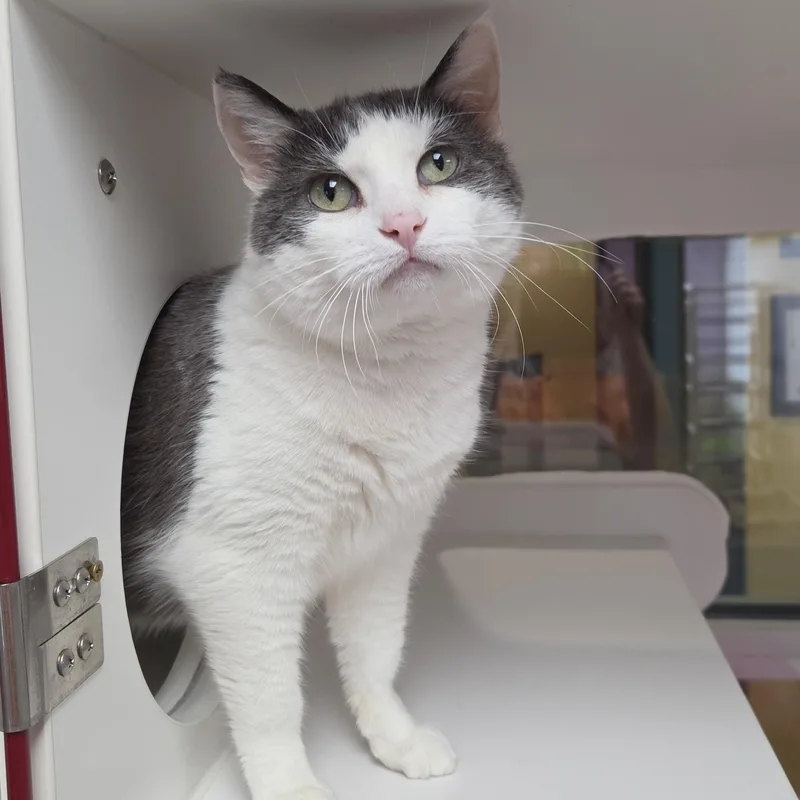 A senior medium-sized female Gray & White Domestic Short Hair cat named KitKat for adoption in Marshfield, WI
