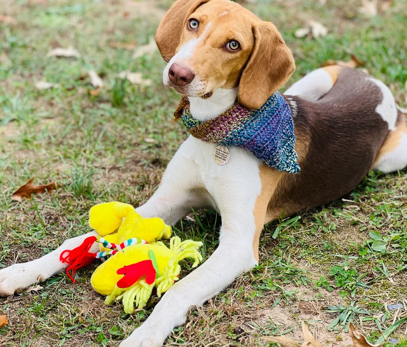 Atticus