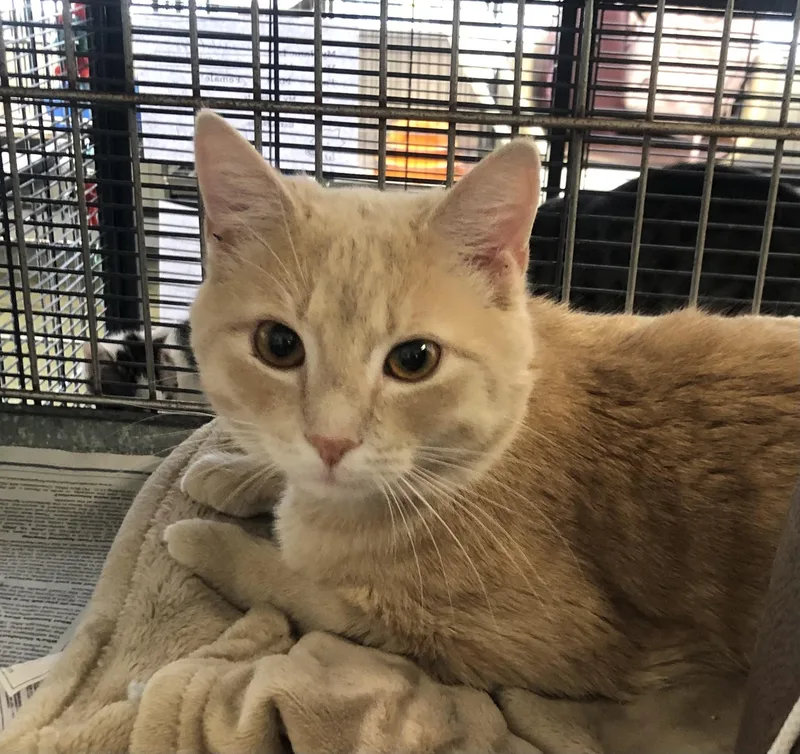 A young medium-sized female Buff / Tan / Fawn Domestic Short Hair cat named Sandy for adoption in Parma, OH