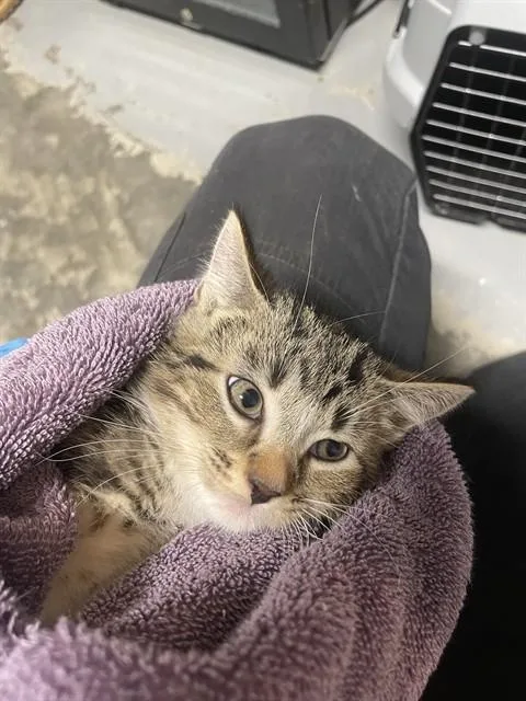 A baby small-sized male Domestic Short Hair cat named Aloe for adoption in Tallahassee, FL