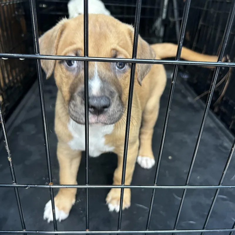 A baby small-sized male Brown / Chocolate Mixed Breed dog named Snickers for adoption in Jupiter, FL