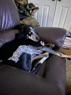 An adult large-sized male Bluetick Coonhound dog named Cedric for adoption in TULSA, OK