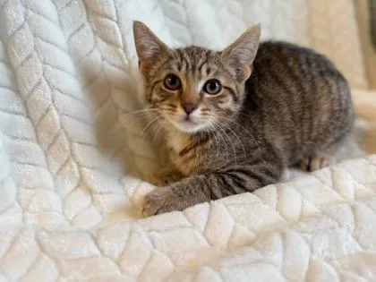 A young medium-sized male Tabby (Brown / Chocolate) Domestic Short Hair cat named Royce for adoption in Lansing, MI