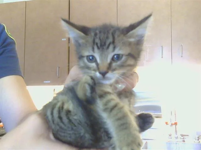A baby small-sized male Domestic Short Hair cat named Hip Hop for adoption in Sacramento, CA