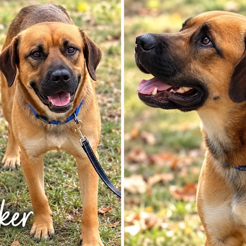 An adult large-sized male Yellow / Tan / Blond / Fawn Great Dane dog named Tracker for adoption in Hackett, AR